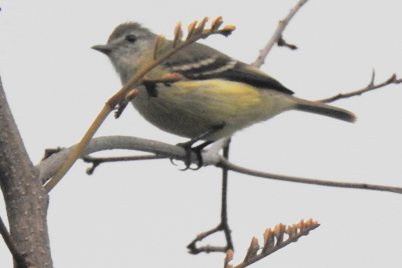 Southern Beardless Tyrannulet (Camptostoma obsoletum), photo 6