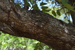 Hamadryas glauconome