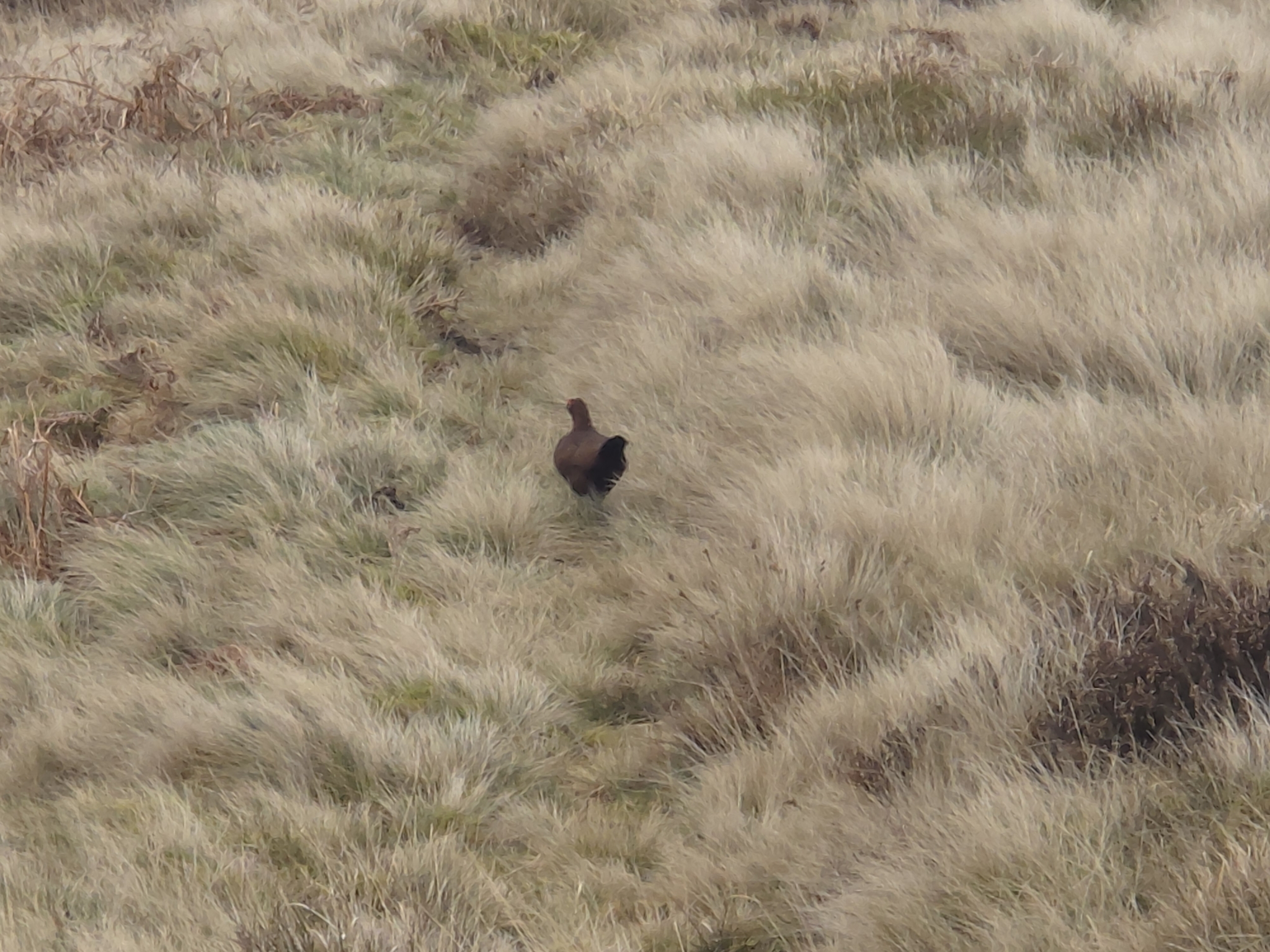 Willow Ptarmigan (Lagopus lagopus), photo 2