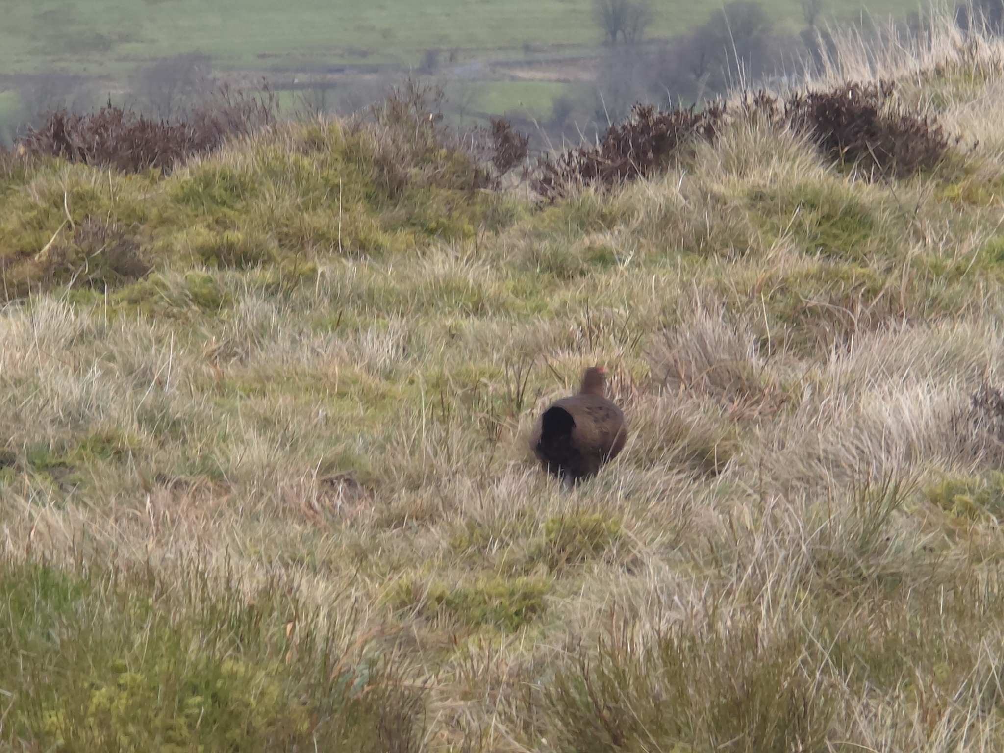 Willow Ptarmigan (Lagopus lagopus), photo 3