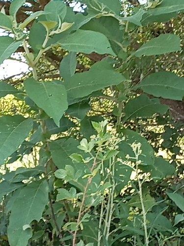 bugweed
