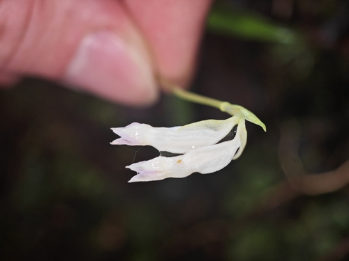 Burmannia longifolia observed 2026-01-31