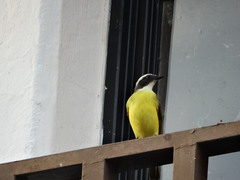 Myiozetetes similis