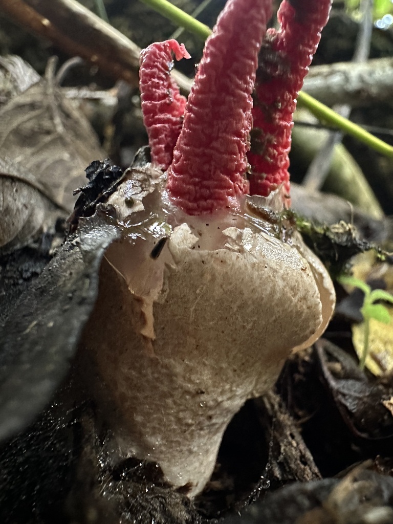 Clathrus archeri · January 2026 · photo: © nbareschu (iNaturalist, cc-by)