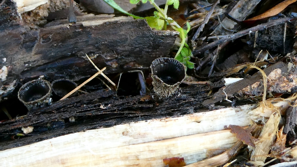 Cyathus striatus · January 2026 · photo: © patricklm35 (iNaturalist, cc0)