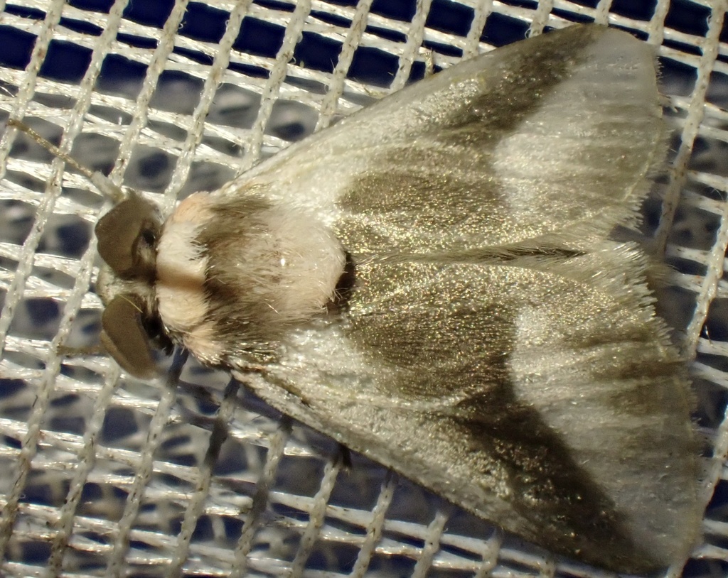 Mesoscia pusilla