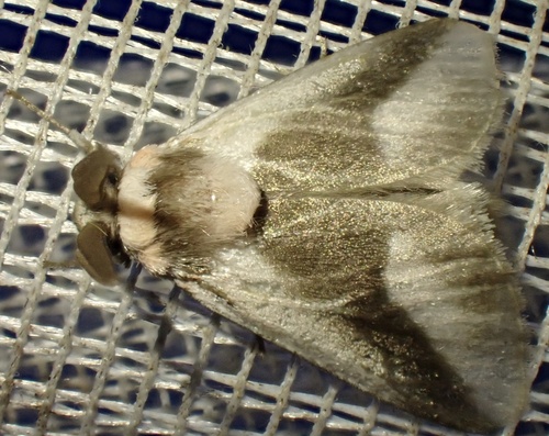 Mesoscia pusilla