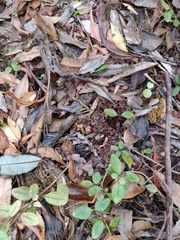 Dactylanthus taylorii