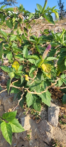 Datura metel (Datura metel)