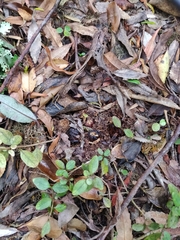 Dactylanthus taylorii