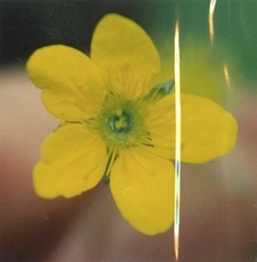 Waldsteinia fragarioides