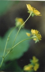 Waldsteinia fragarioides