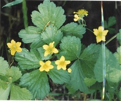 Waldsteinia fragarioides