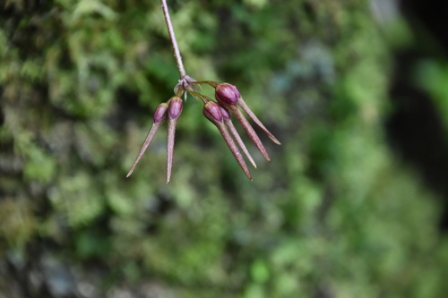 Bulbophyllum longiflorum observed 2026-01-31