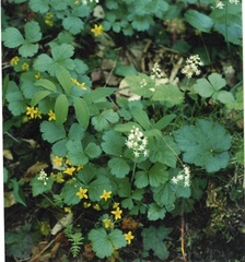 Waldsteinia fragarioides