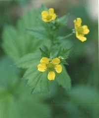 Waldsteinia fragarioides