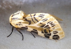 Hypercompe nemophila