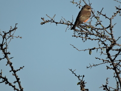 Pyrocephalus rubinus