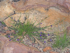 Lobelia linearis