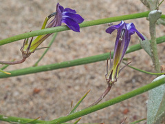 Lobelia linearis