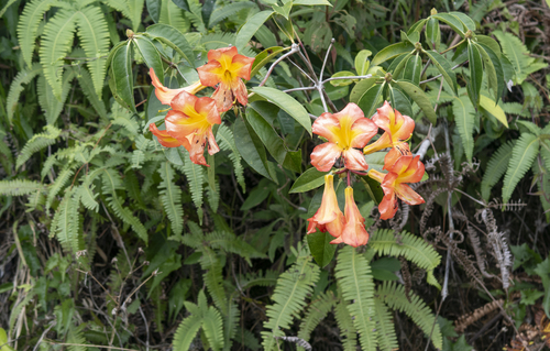 Rhododendron zoelleri observed 2026-01-21