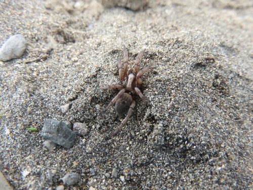 Scotognapha medano