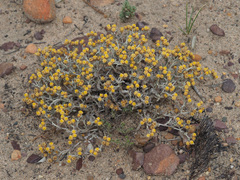 Helichrysum aureofolium
