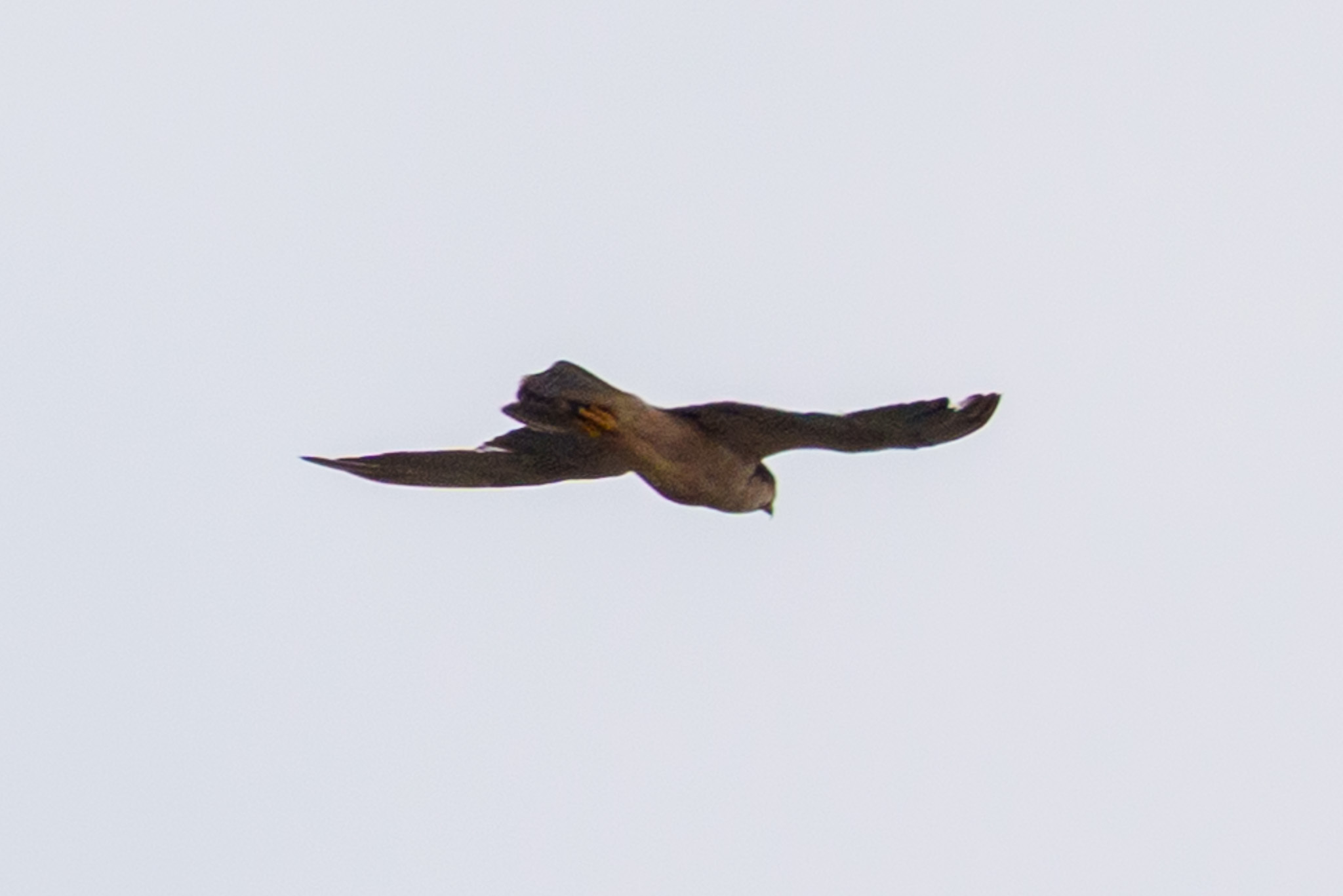 Lanner Falcon (Falco biarmicus), photo 2