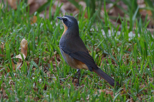 Cape Robin-Chat (Dessonornis caffer), photo 4