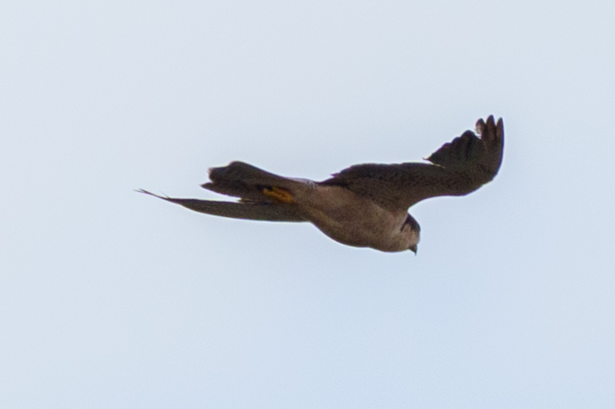 Lanner Falcon (Falco biarmicus), photo 3