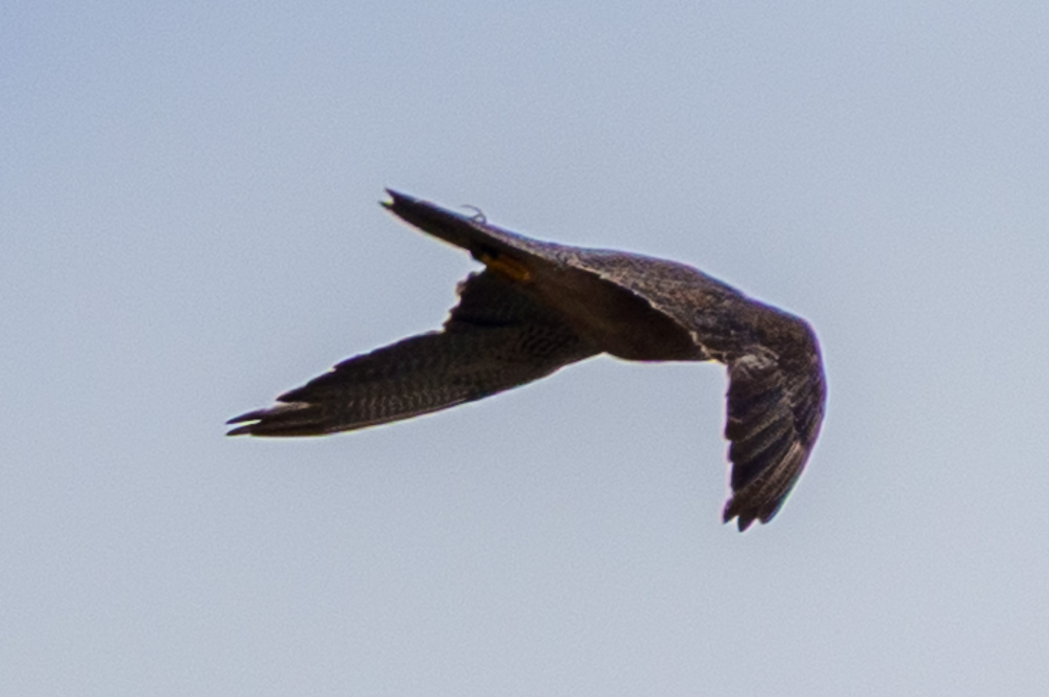 Lanner Falcon (Falco biarmicus), photo 7