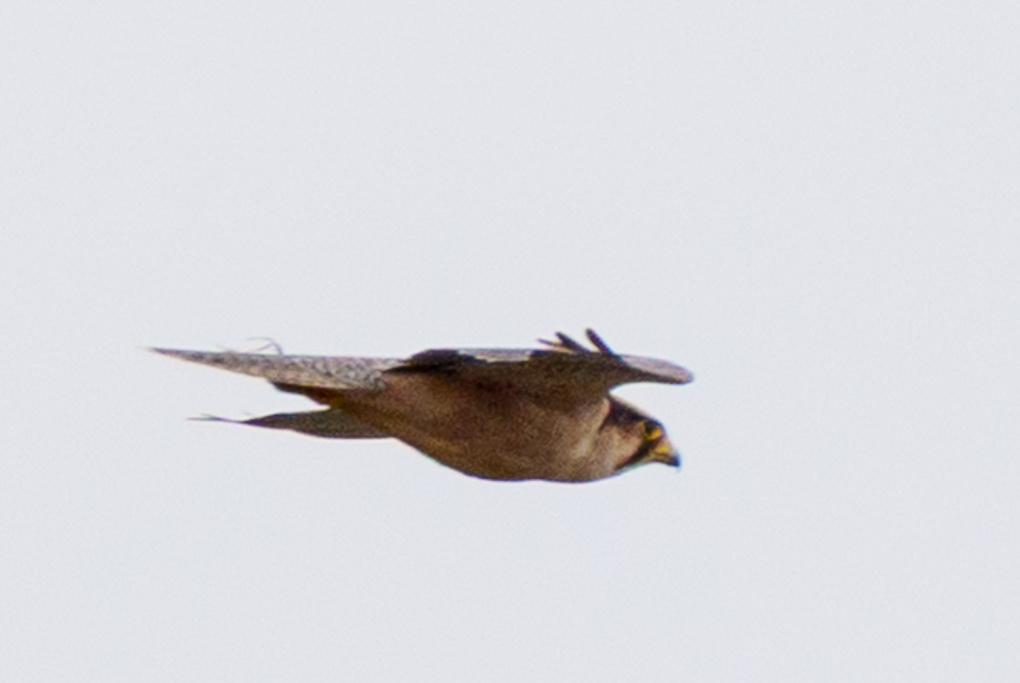 Lanner Falcon (Falco biarmicus), photo 9