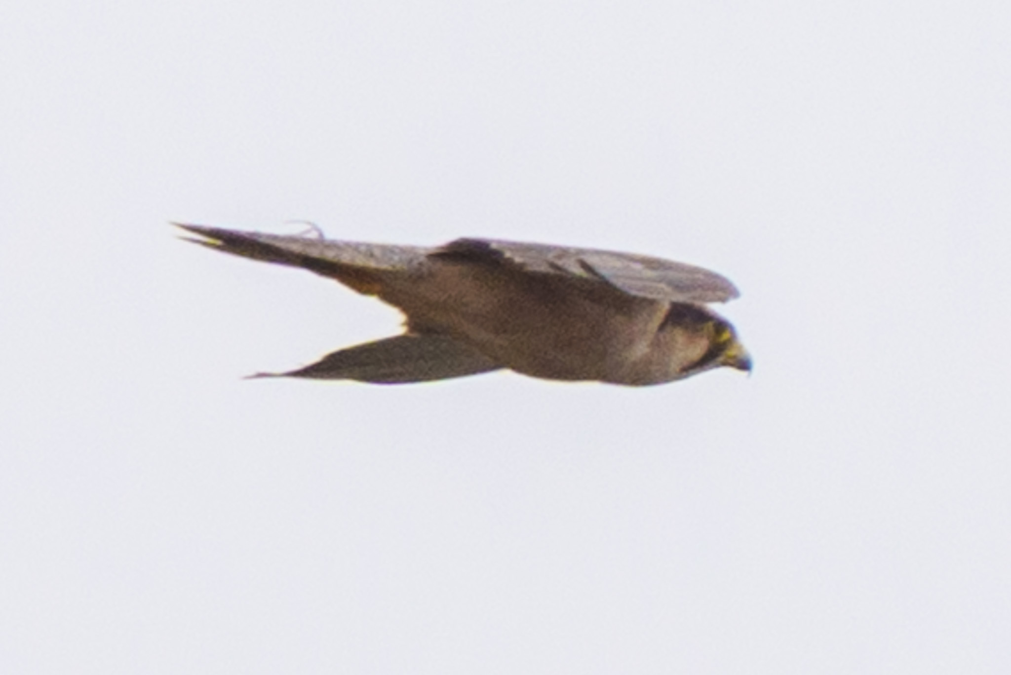 Lanner Falcon (Falco biarmicus), photo 8