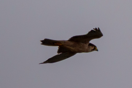 Lanner Falcon (Falco biarmicus), photo 10