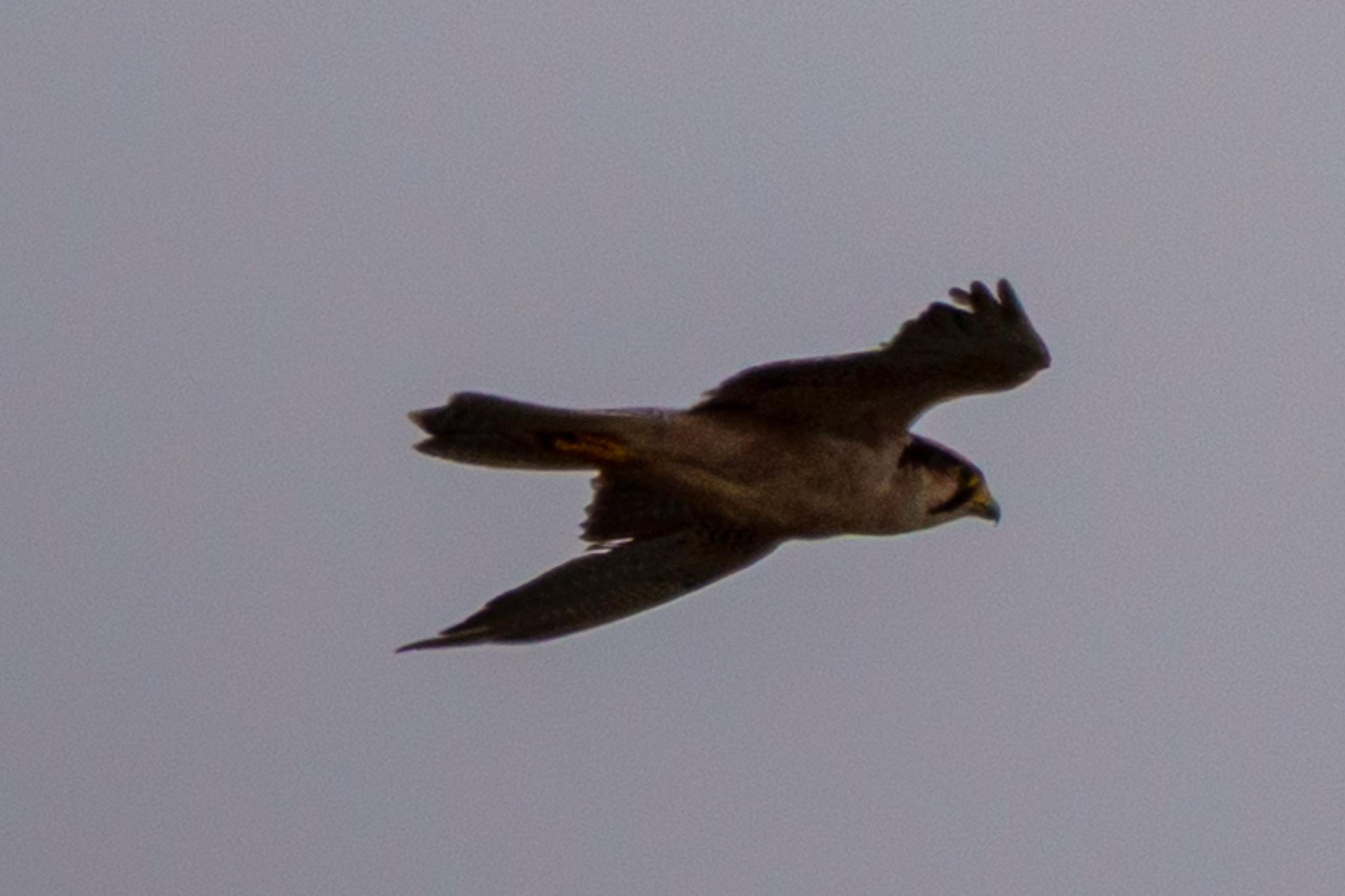 Lanner Falcon (Falco biarmicus), photo 10