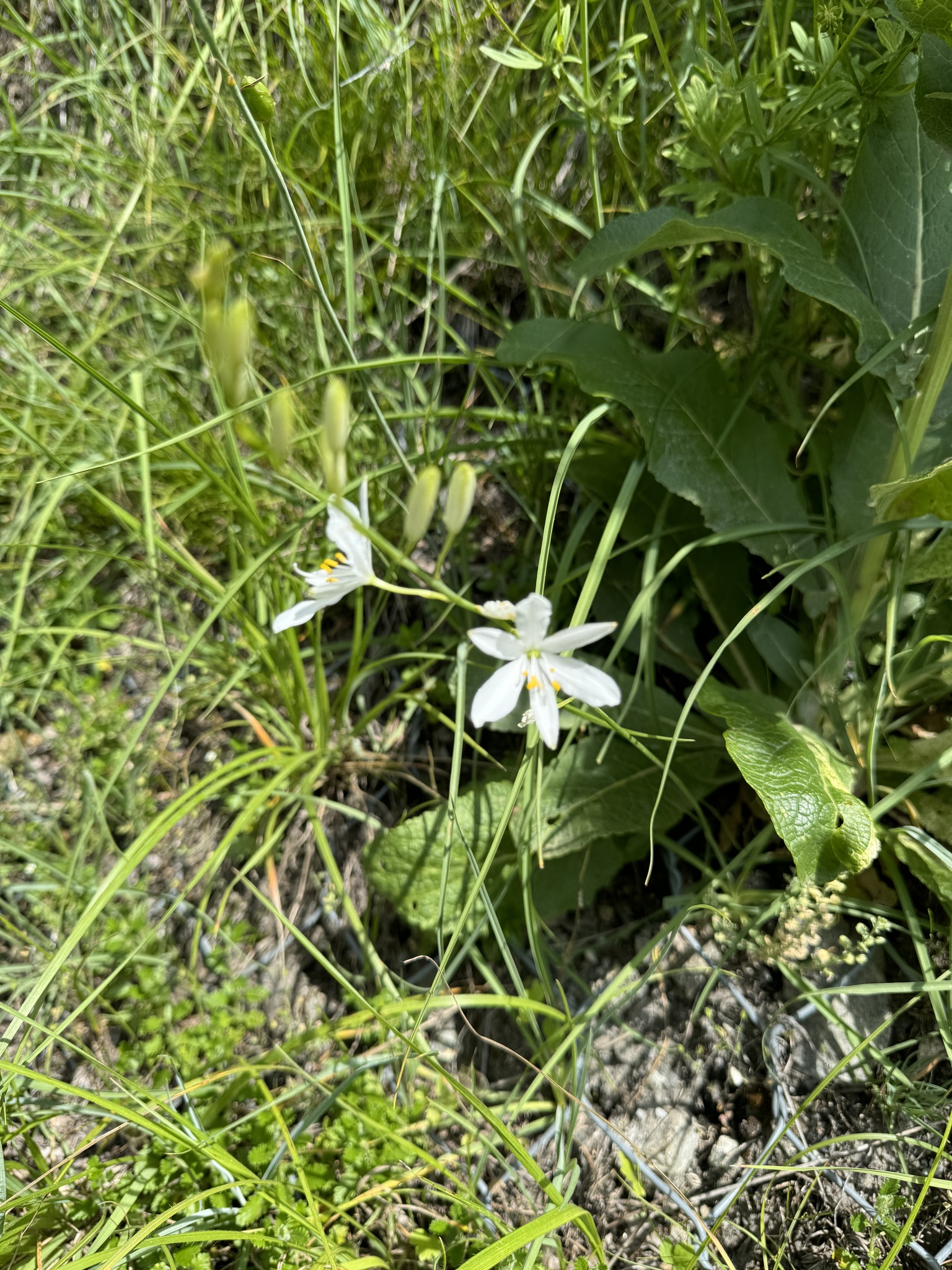 St. Bernard’s Lily (Anthericum liliago)