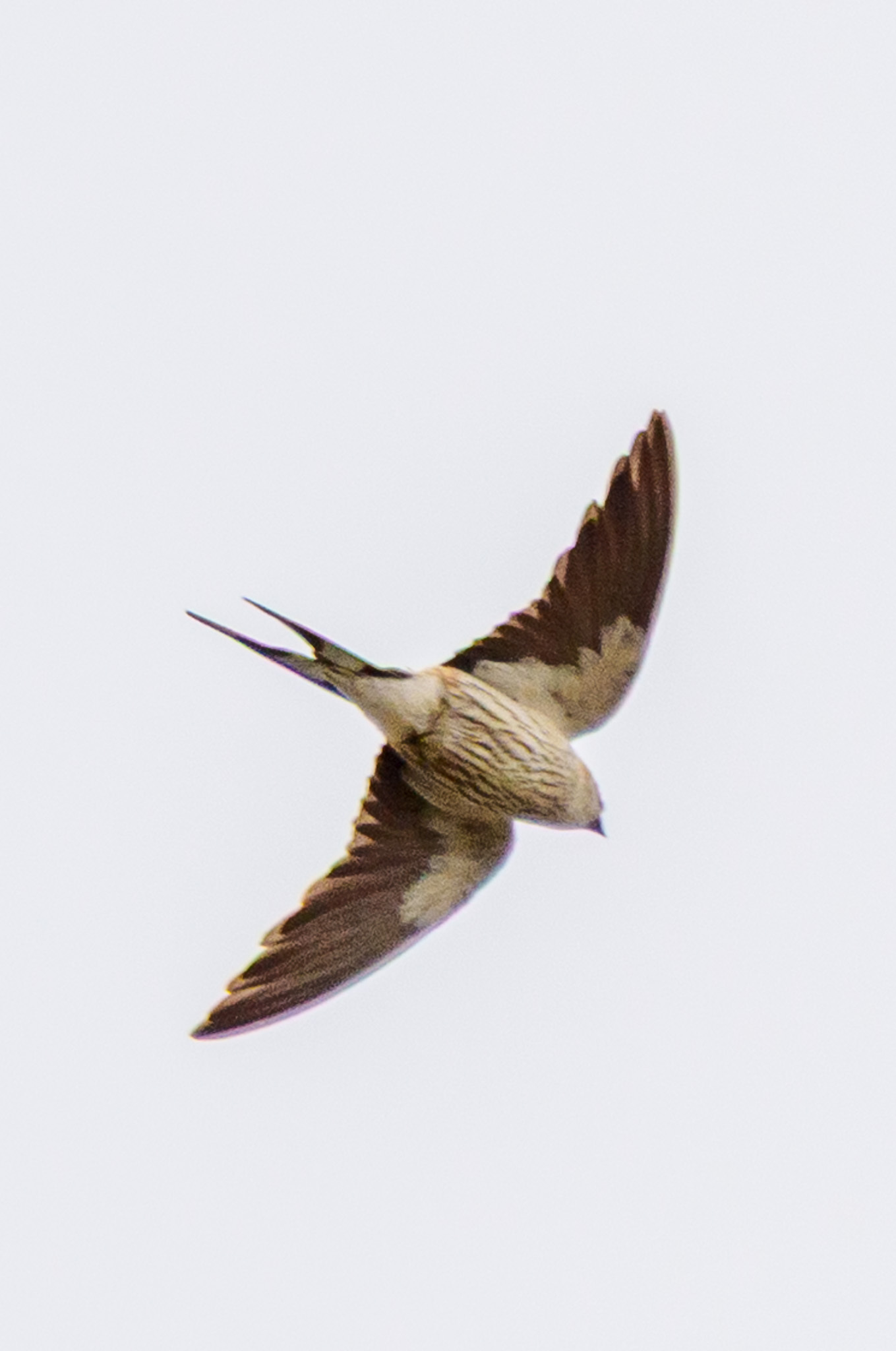 Greater Striped Swallow (Cecropis cucullata), photo 1