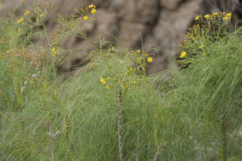 Canary Island Sow-thistle (Sonchus leptocephalus)