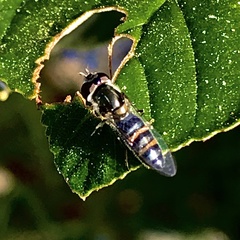 Pseudoscaeva diversifasciata