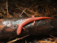 Pseudotriton montanus montanus