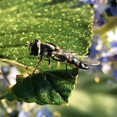 Pseudoscaeva diversifasciata