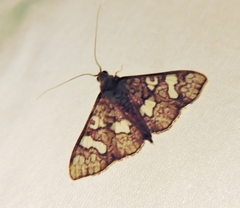 Glyphodes canthusalis