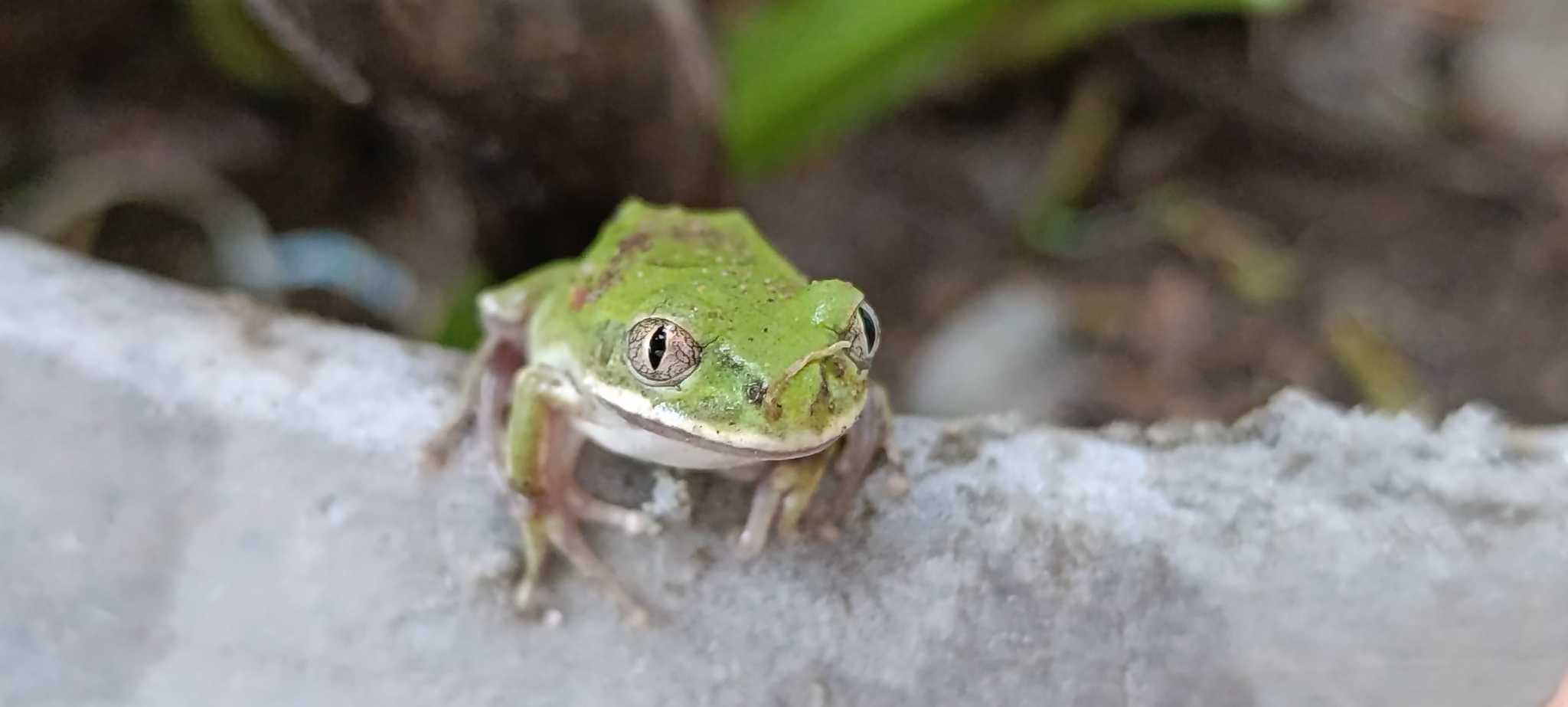 Leptopelis mossambicus Poynton, 1985