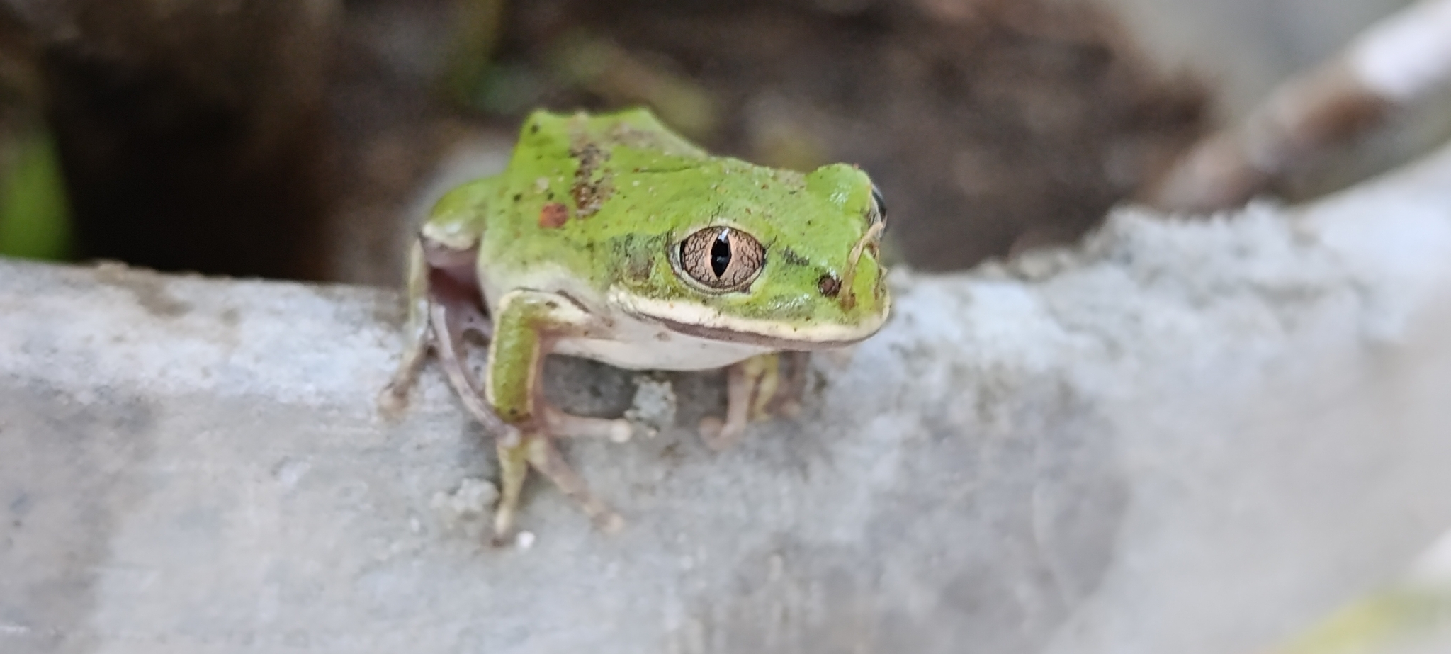 Leptopelis mossambicus Poynton, 1985