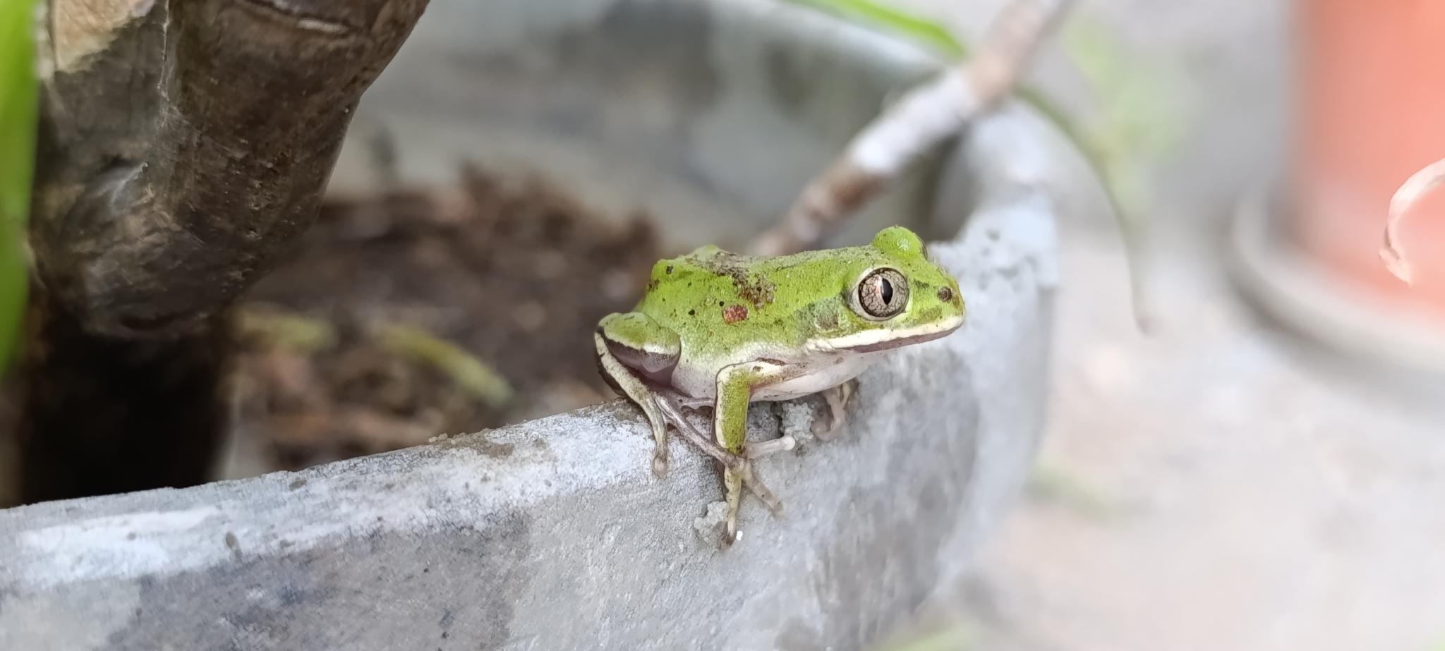 Leptopelis mossambicus Poynton, 1985