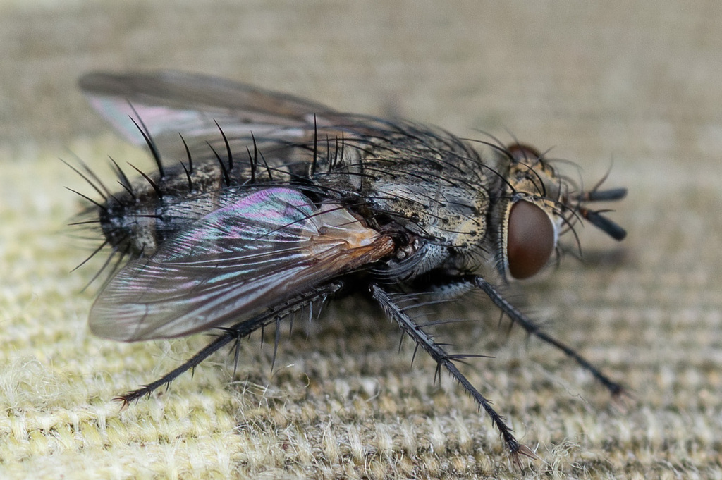 Athrycia curvinervis