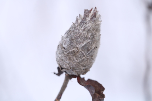 Unknown species found near Washtenaw County, MI, USA
