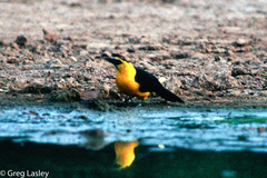 Gymnomystax mexicanus