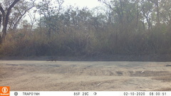 Euxerus erythropus