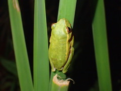 Hyperolius semidiscus
